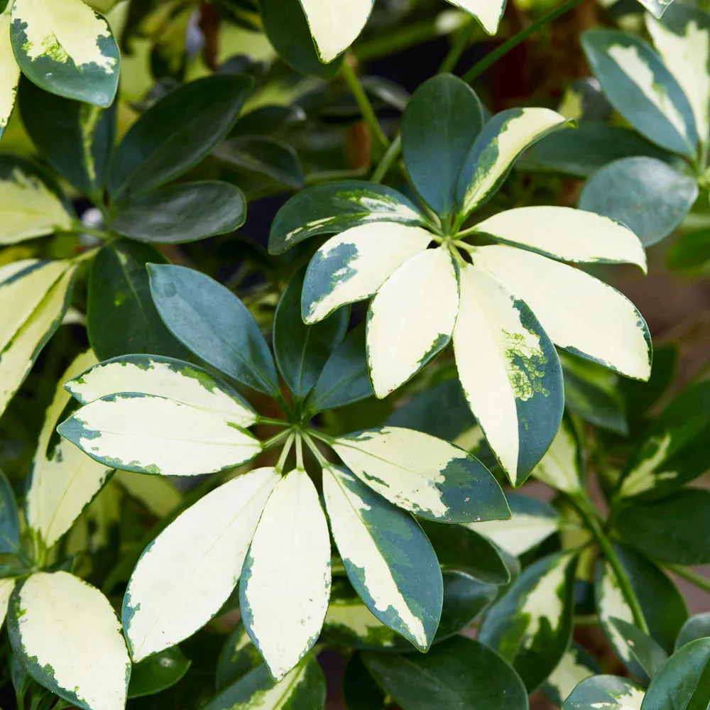 Variegated Dwarf Umbrella Tree (Schefflera Arboricola) Indoor Potted Plant 2
