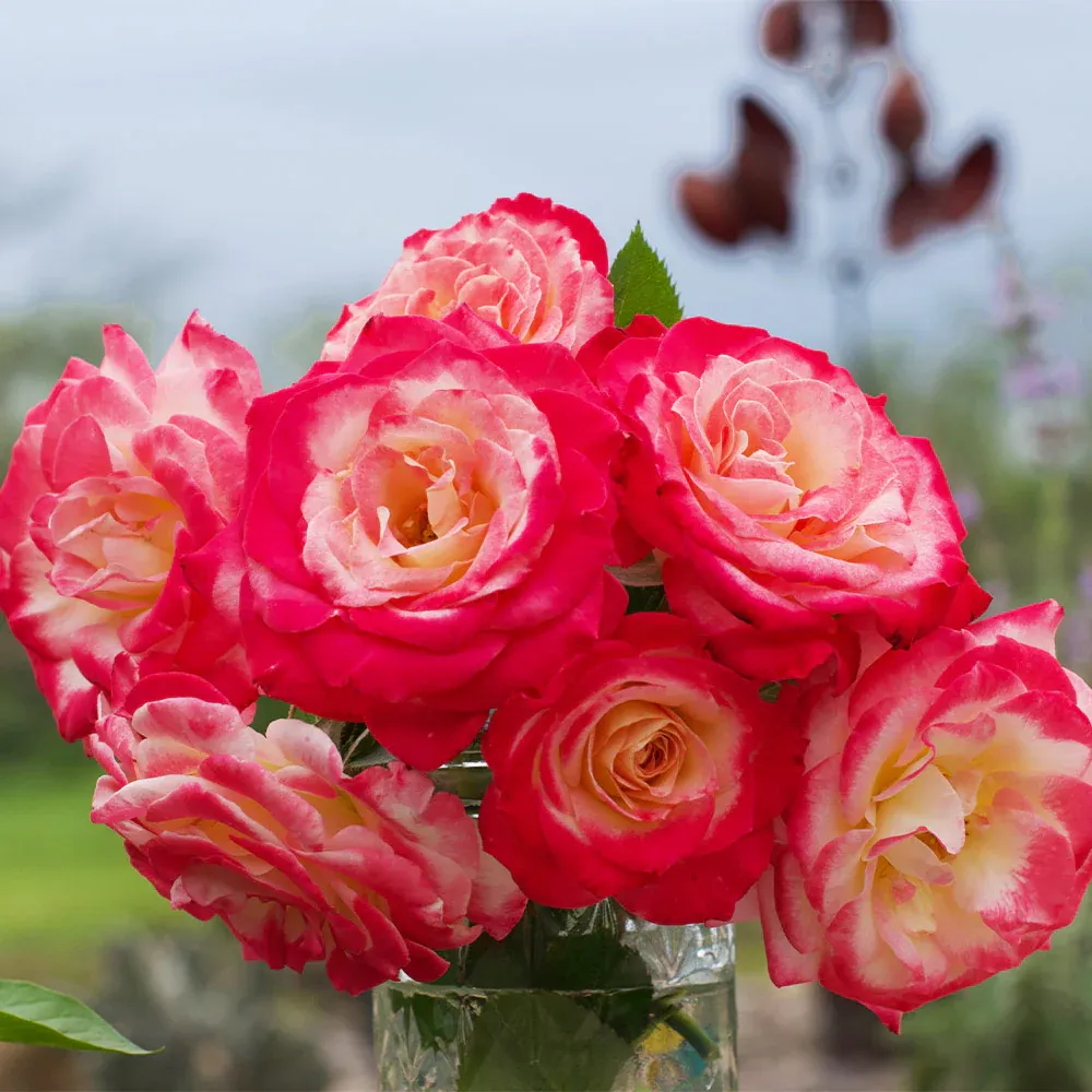 White Lies™ Rose Shrub - Compact White Flowering Landscape Plant 1