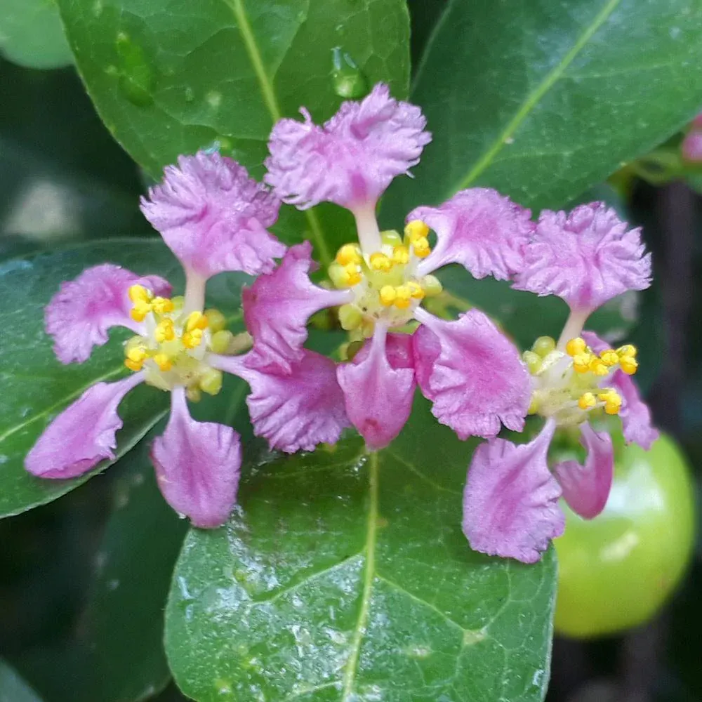 Barbados Acerola Cherry Shrub (Malpighia Emarginata) Live Fruit Plant 3