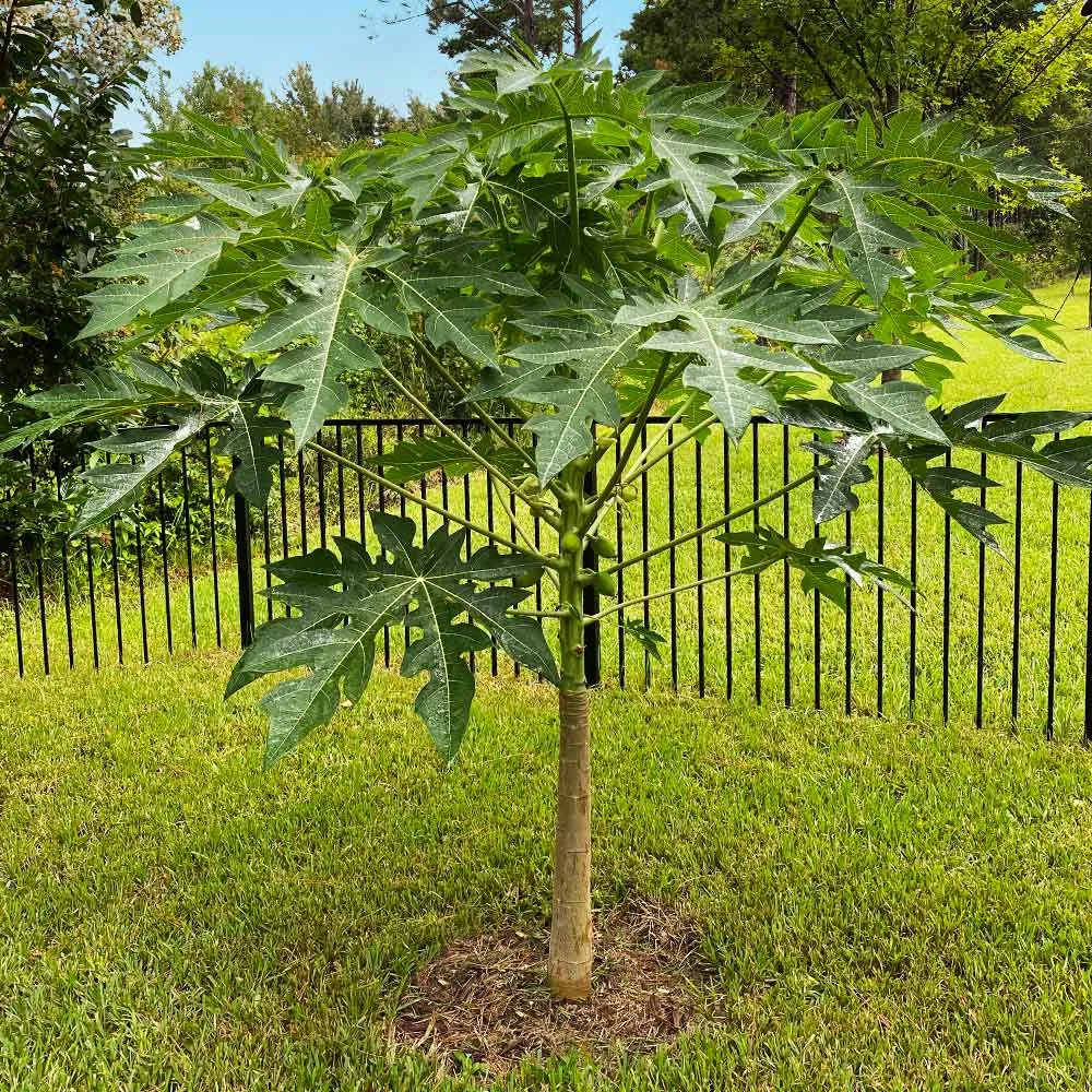 Tropical Papaya Tree Live Fruit Plant for Home and Garden 5