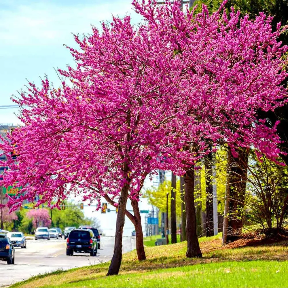 Oklahoma Redbud Tree (Cercis canadensis 'Oklahoma') 1