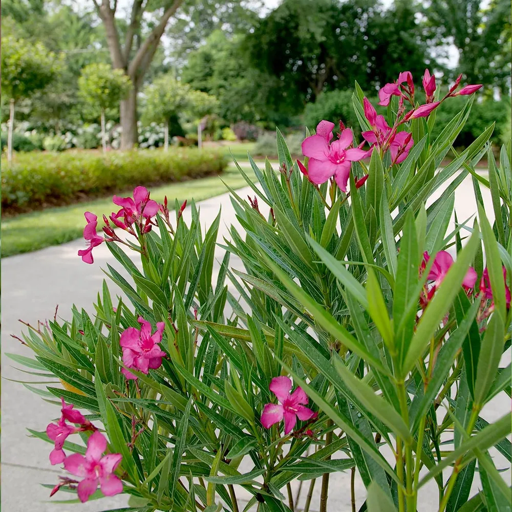 Austin Pretty Limits® Oleander Shrub - Compact Evergreen Flowering Plant 2