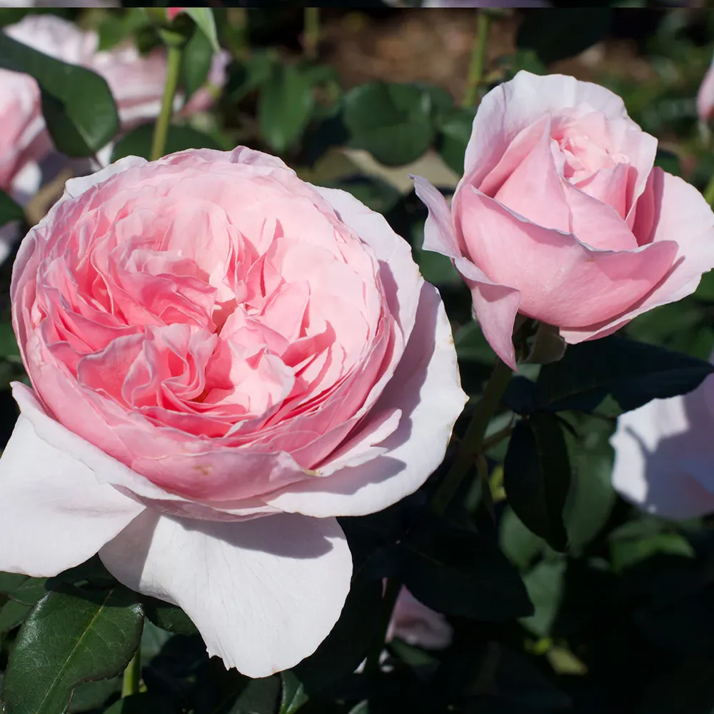 Scentuous® Rose Shrub - Hardy Flowering Garden Bush 3
