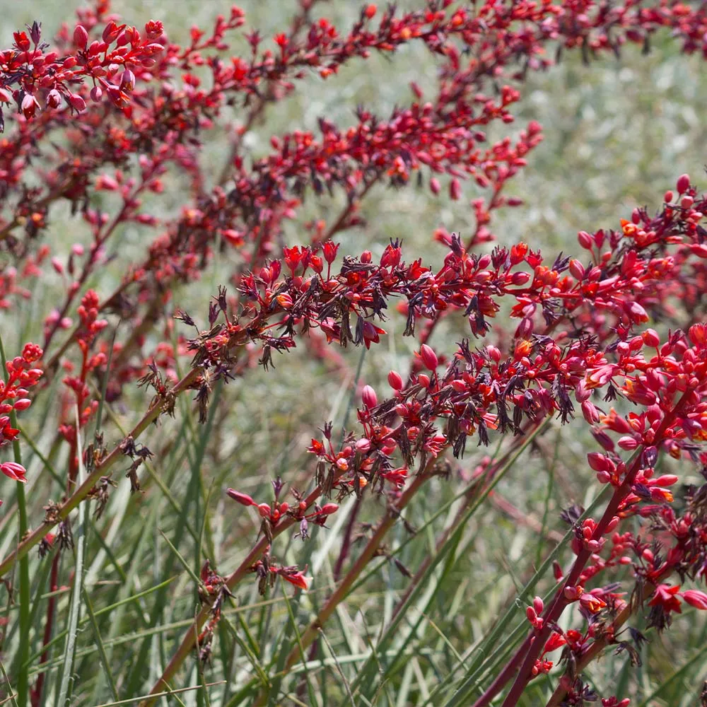 Dwarf Red Yucca Stoplights - Hesperaloe parviflora Drought-Tolerant Perennial 2
