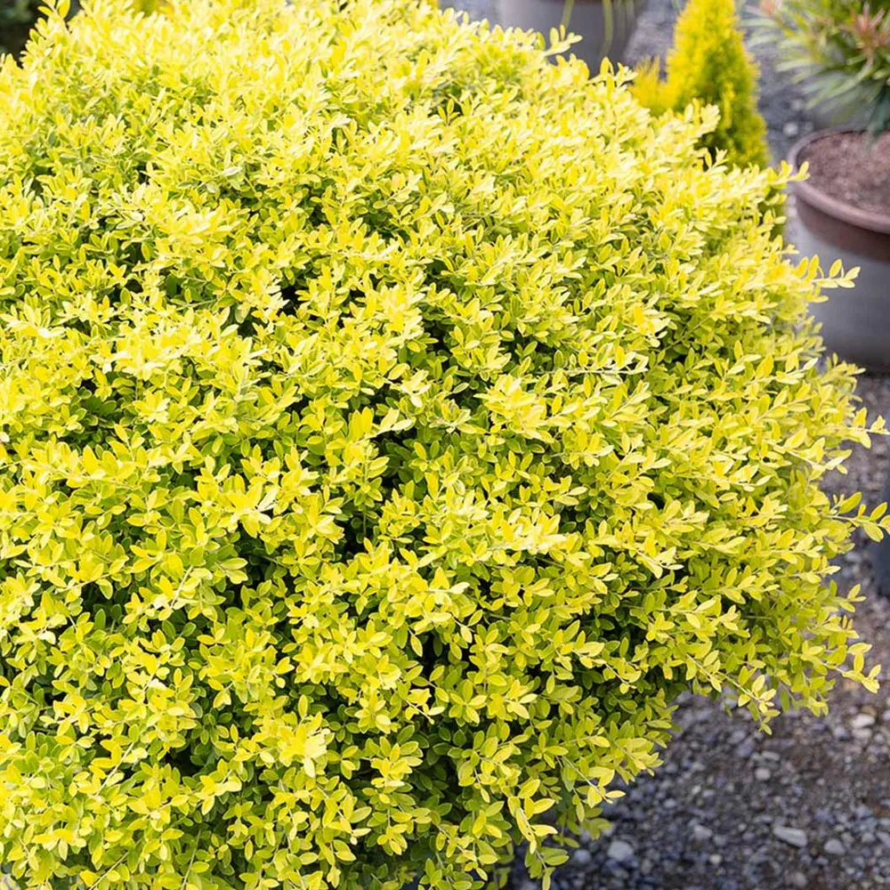 Touch of Gold® Holly Shrub - Variegated Evergreen Garden Plant