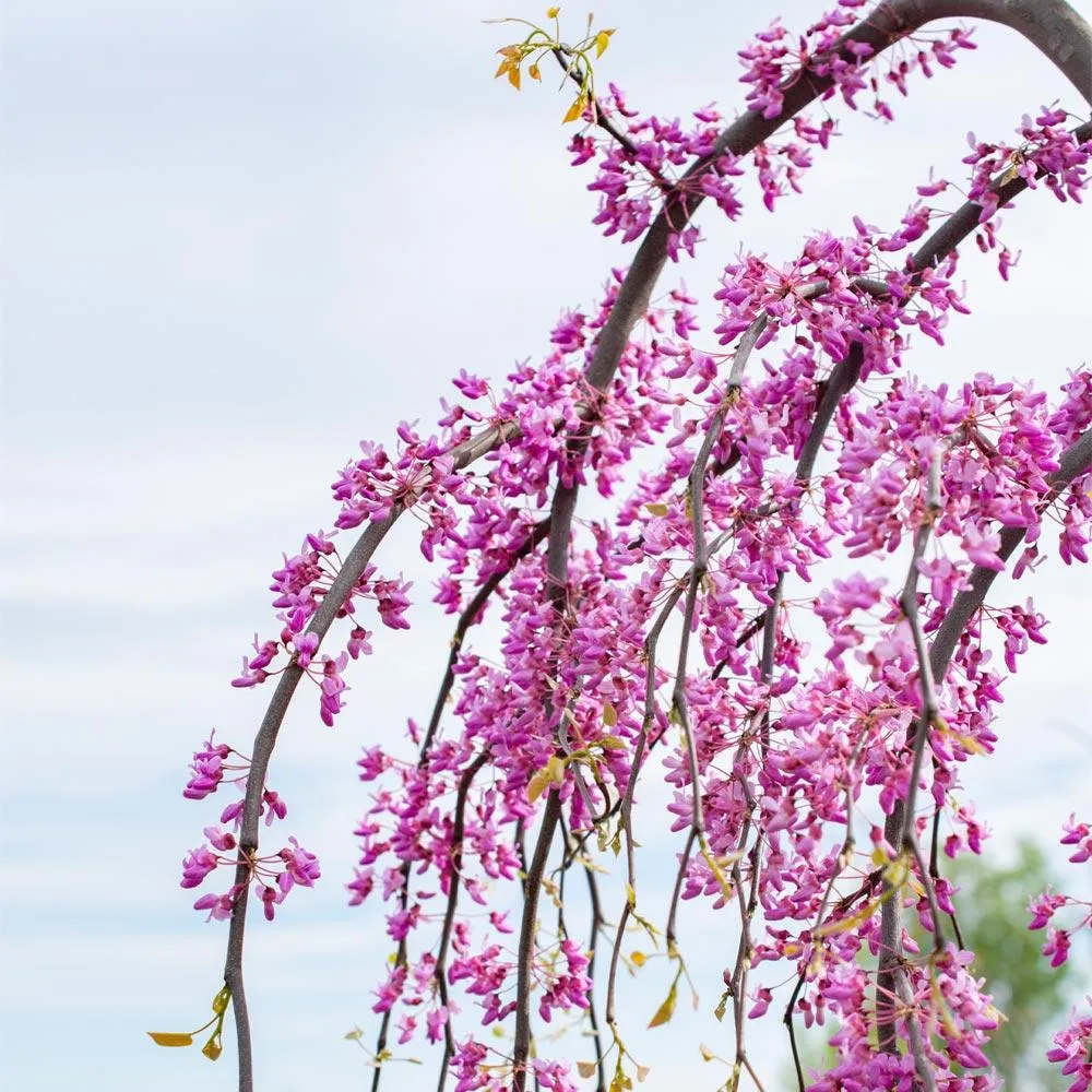 Golden Falls Redbud Tree - Weeping Cercis canadensis Ornamental Plant 2