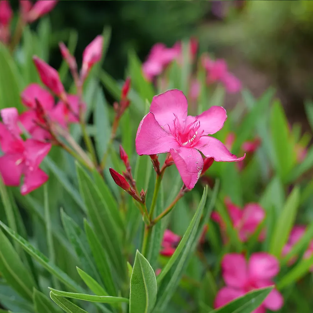 Austin Pretty Limits® Oleander Shrub - Compact Evergreen Flowering Plant 4