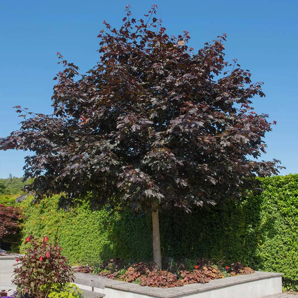 Crimson King Maple Tree (Acer platanoides 'Crimson King') 3