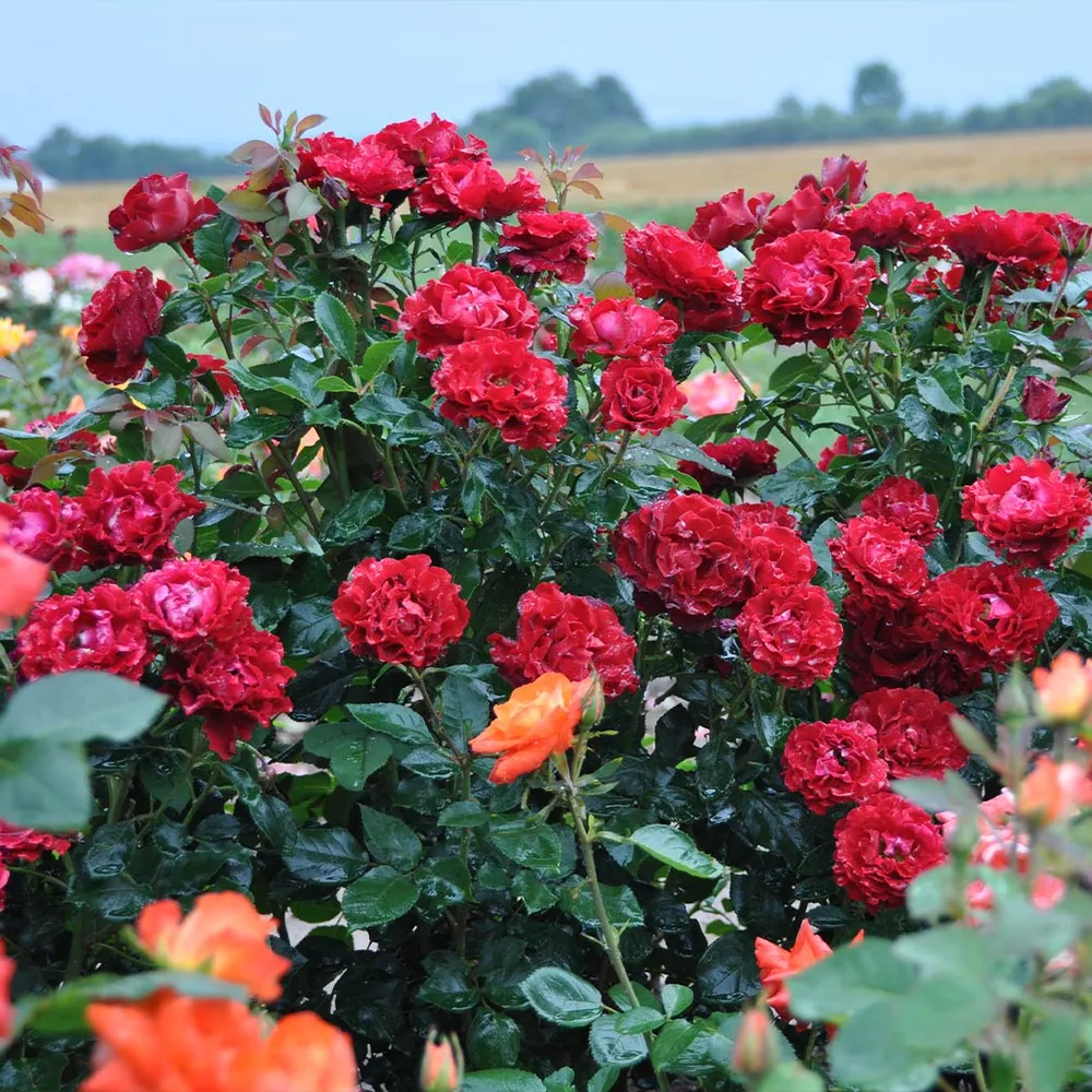Dancing in the Dark Rose Shrub - Deep Red Flowering Garden Plant 9