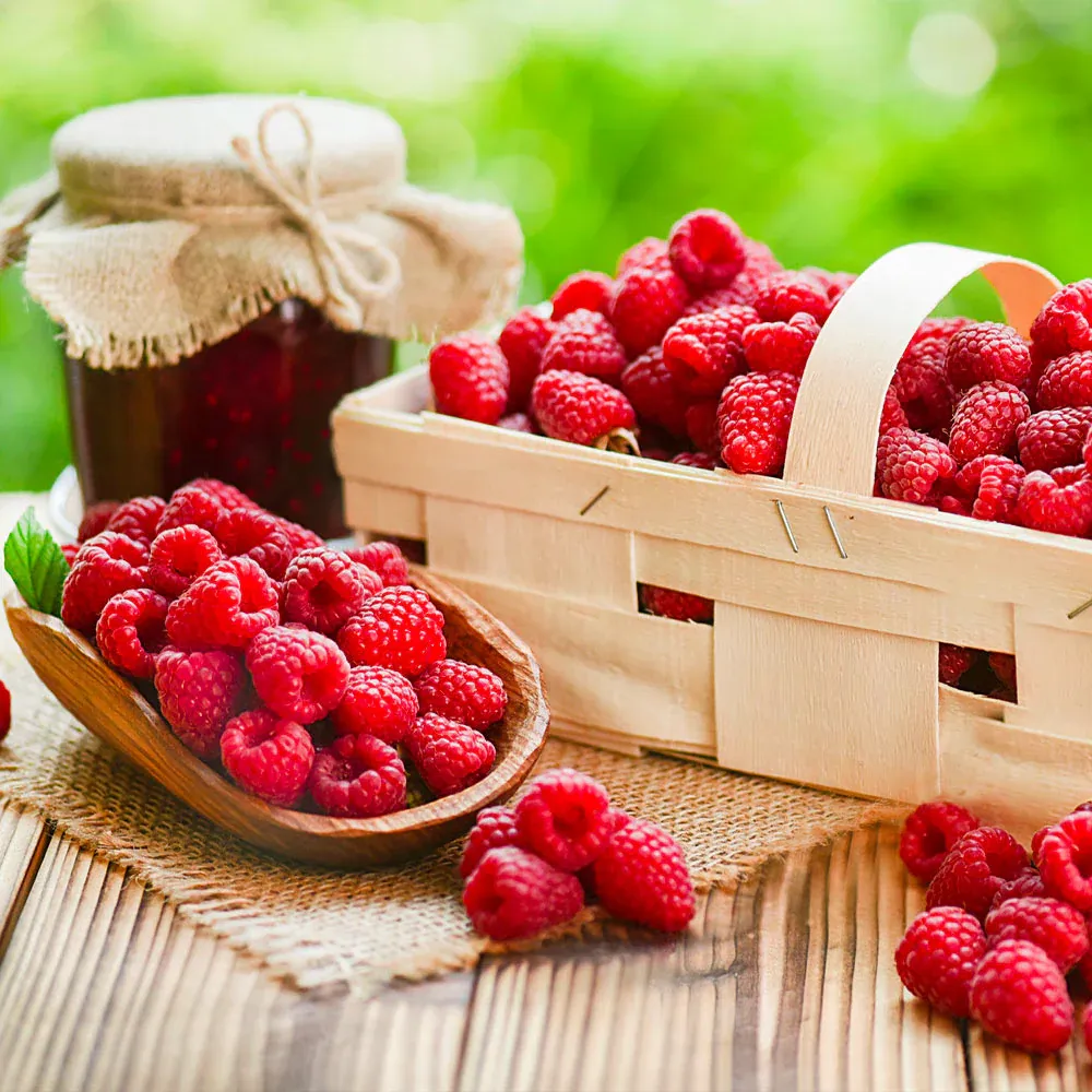 Heritage Everbearing Raspberry Bush - High-Yield Perennial Berry Plant 2