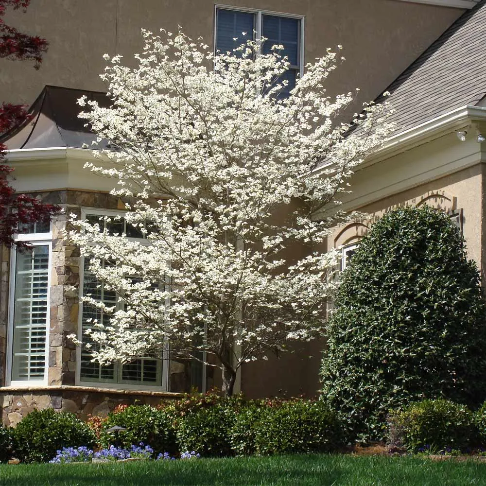 Cloud 9 Dogwood Tree - Ornamental Flowering Deciduous Tree 2