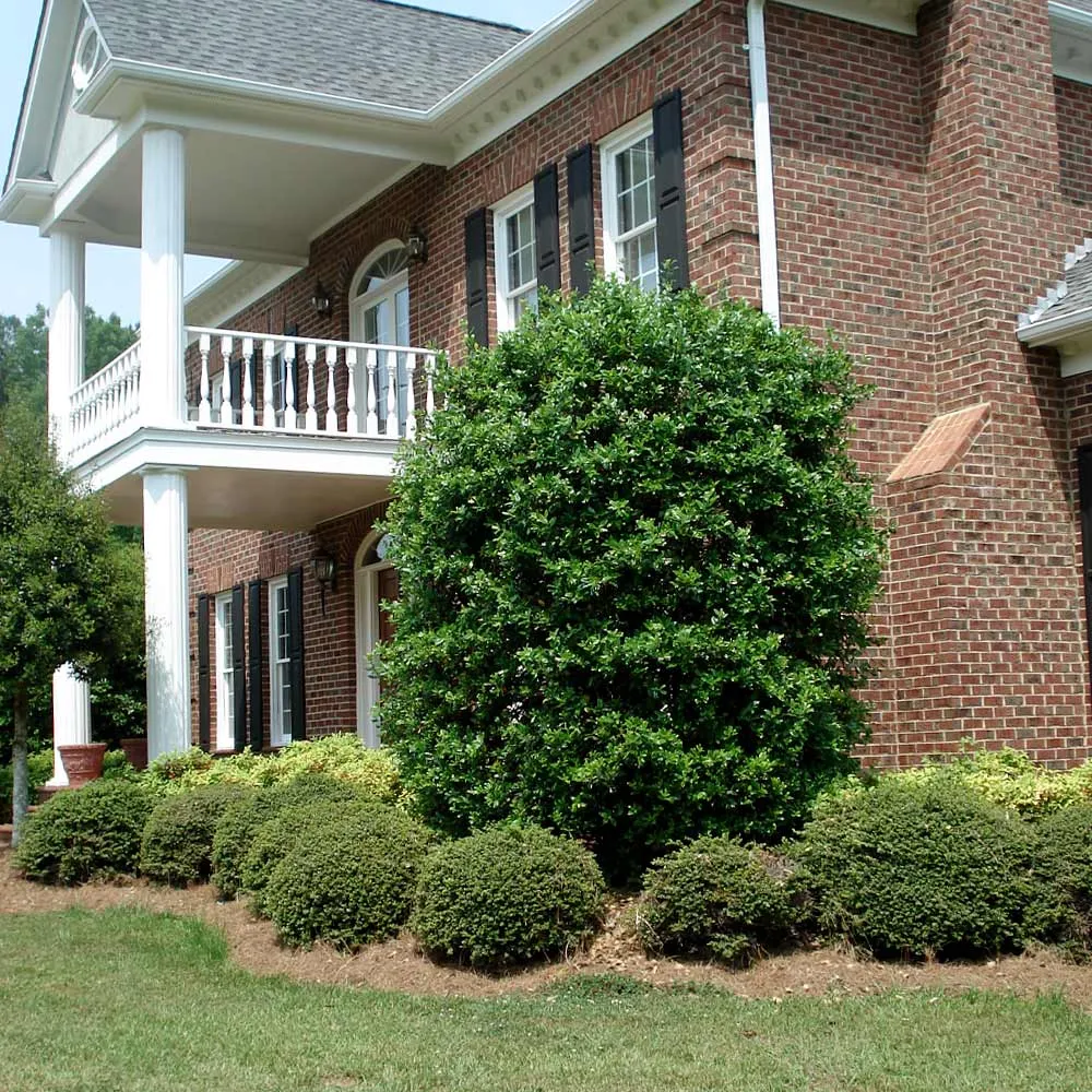 Nellie Stevens Holly Shrub - Evergreen Privacy Hedge Plant 4