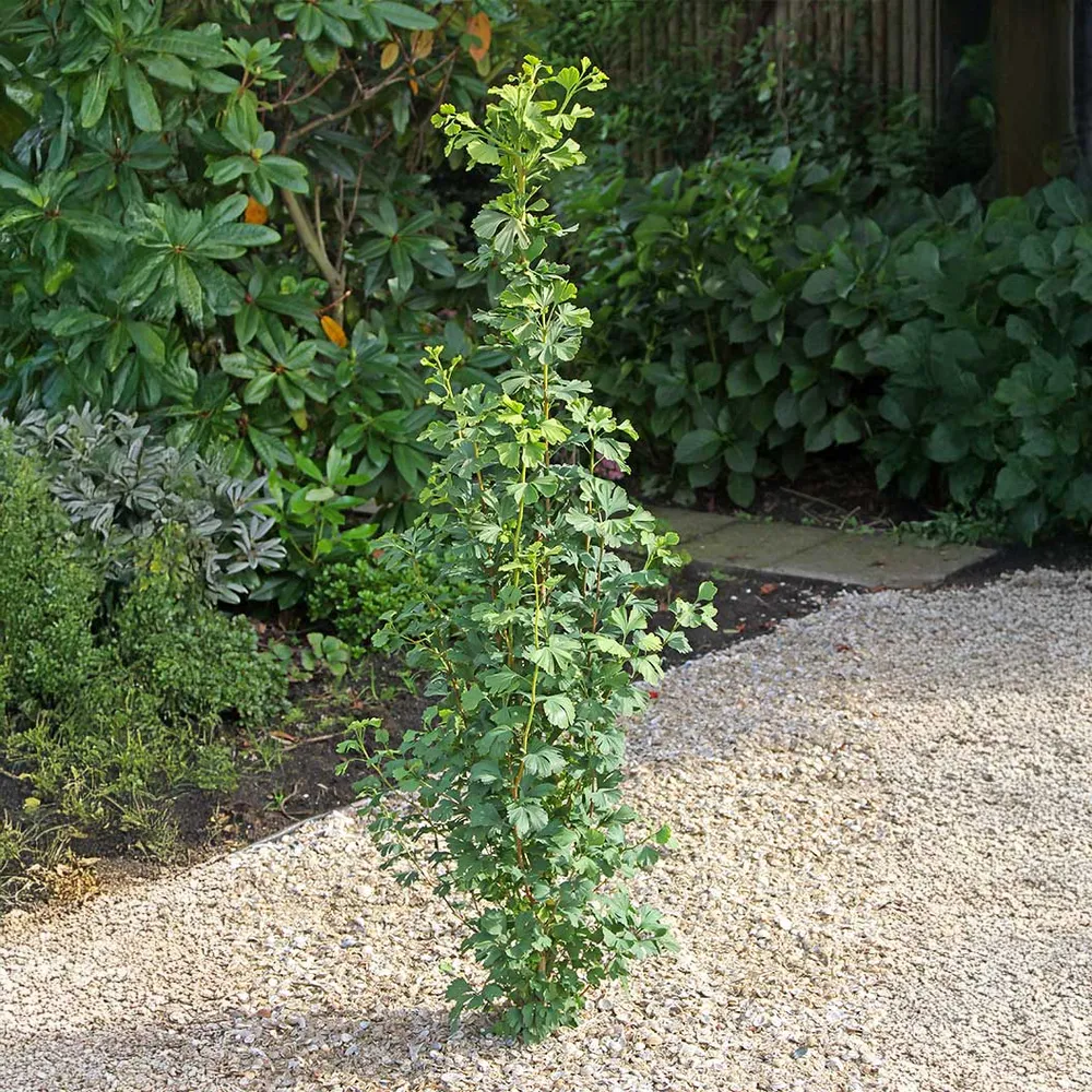 Proven Winners® Skinny Fit® Ginkgo Tree - Columnar Deciduous Ornamental 1