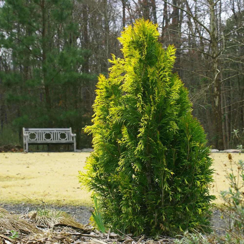 Berckman's Gold Arborvitae Golden Evergreen Shrub