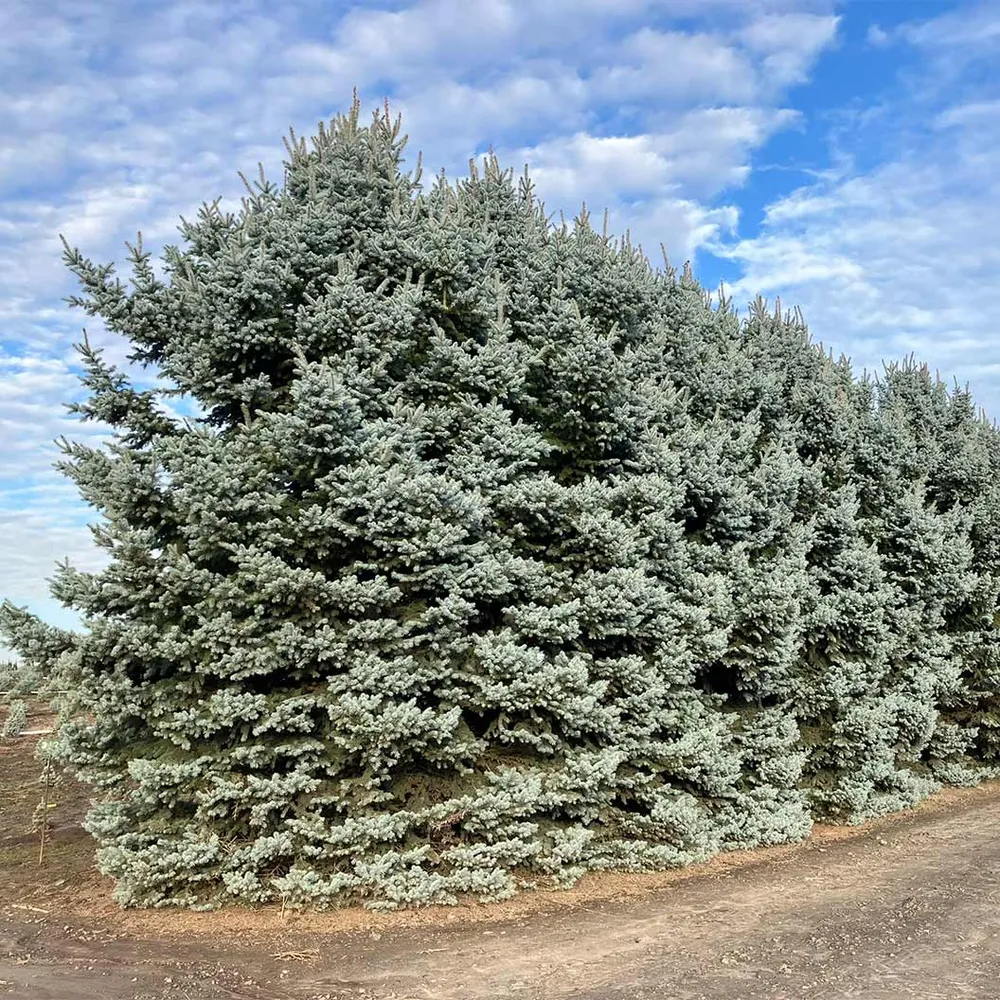 Blue Waves Colorado Spruce Artificial Christmas Tree