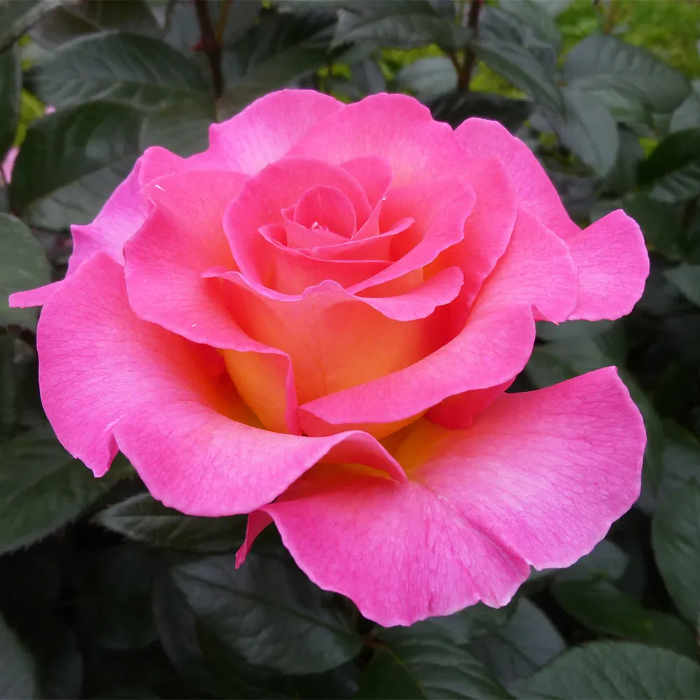 Julie Andrews™ Patio Rose Tree - Compact Standard Flowering Shrub 1
