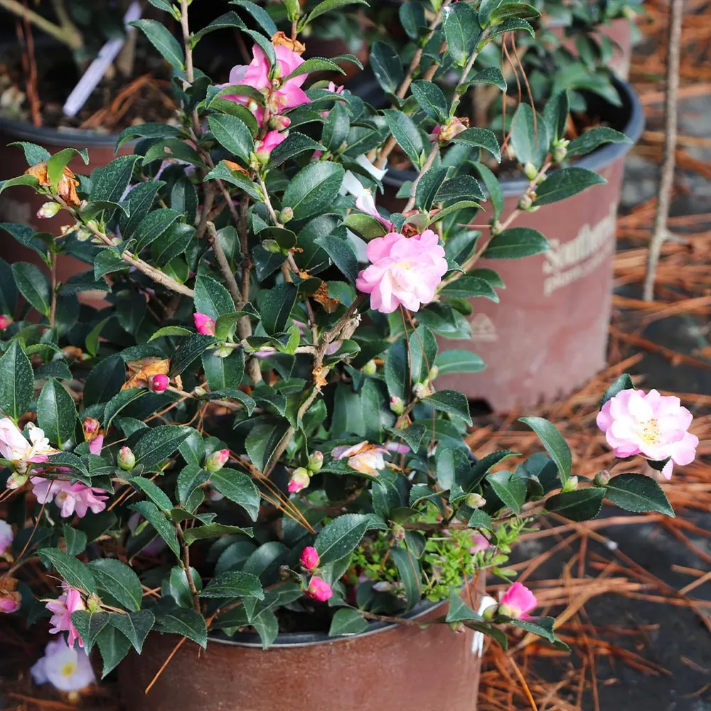 October Magic® Orchid™ Camellia Sasanqua Evergreen Flowering Shrub