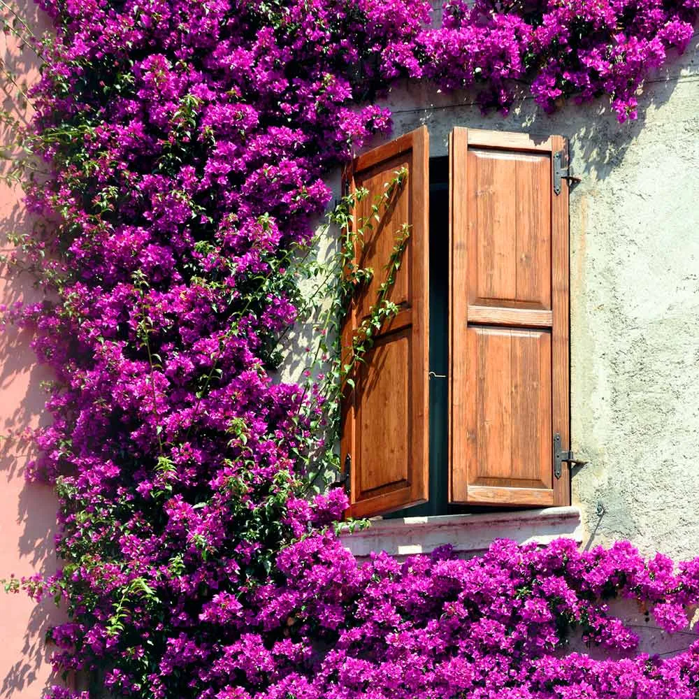 Alexandra Bougainvillea Flowering Vine for Garden Landscapes