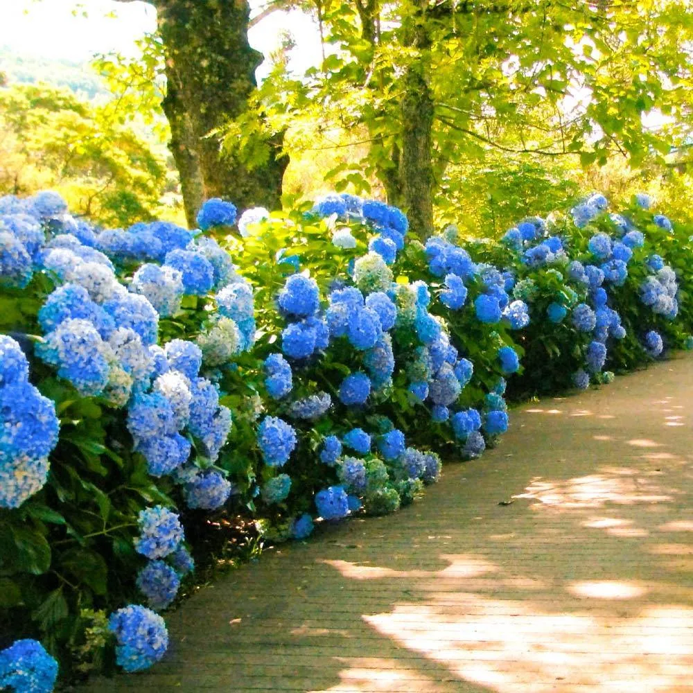 Nikko Blue Hydrangea Macrophylla Deciduous Flowering Shrub 1