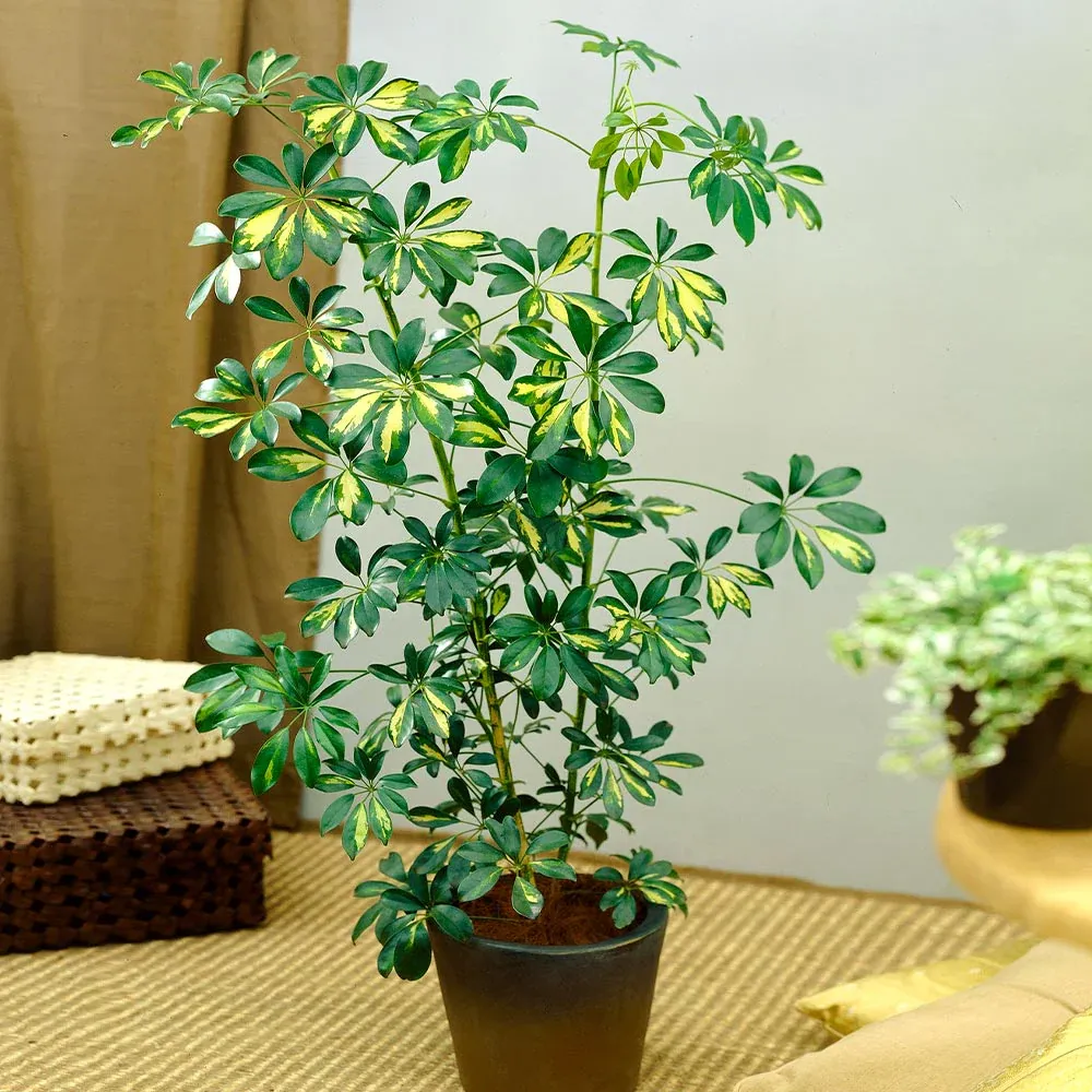 Variegated Dwarf Umbrella Tree (Schefflera Arboricola) Indoor Potted Plant 4