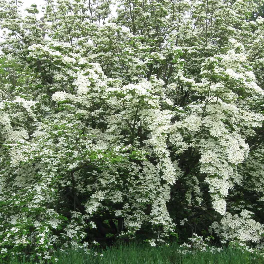 Constellation® White Dogwood Flowering Tree 4