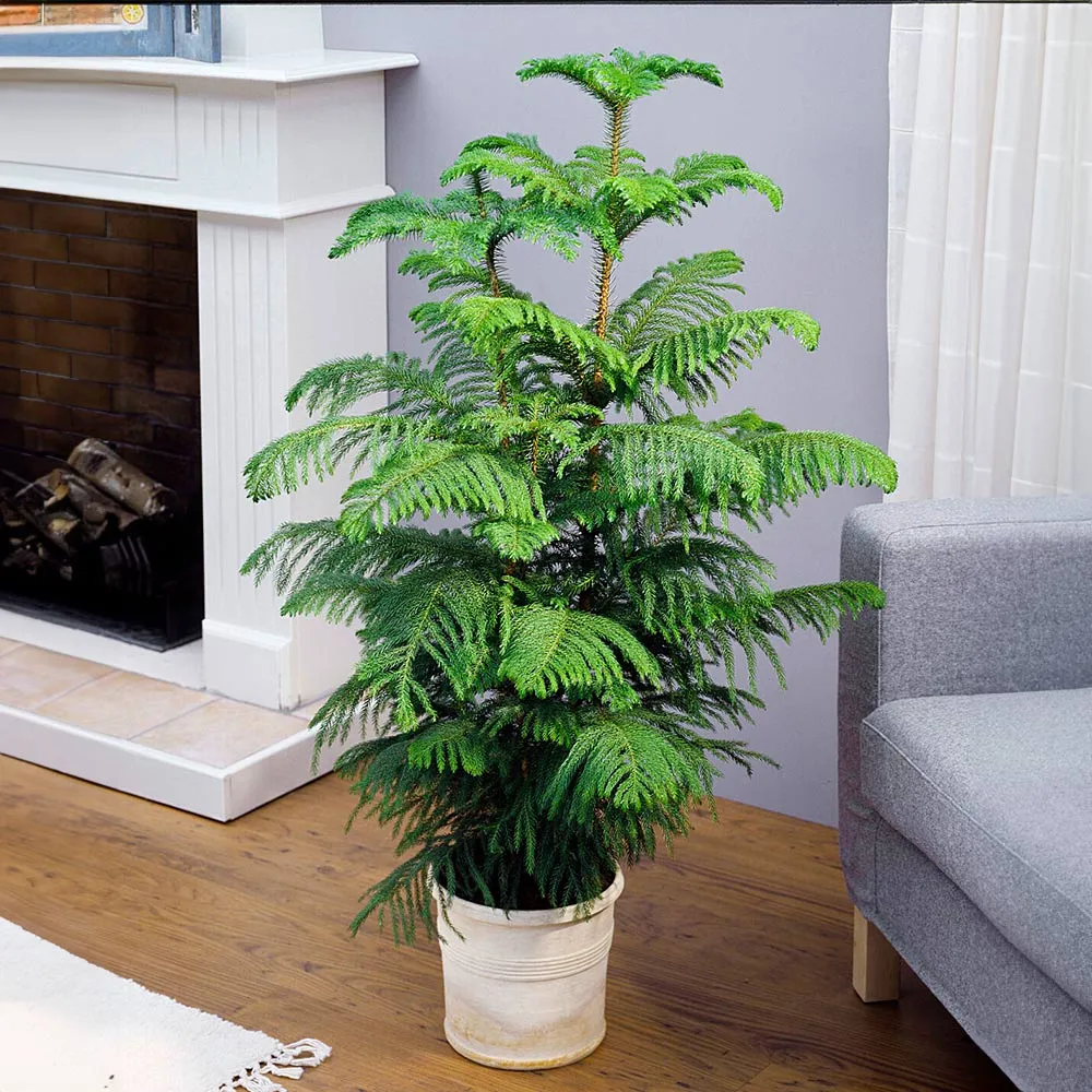 Norfolk Island Pine Tree (Araucaria heterophylla) - Indoor Evergreen Potted Plant
