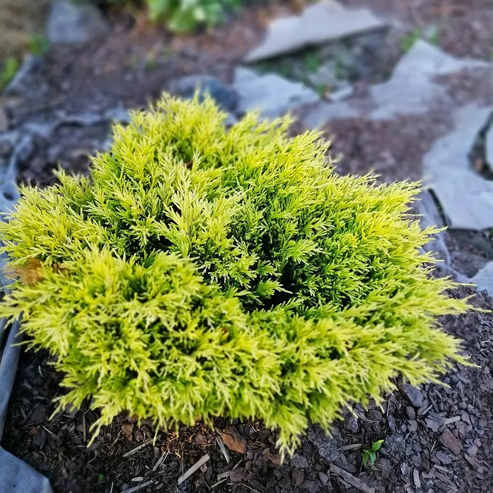 Lime Glow Juniper Shrub - Vibrant Evergreen Groundcover
