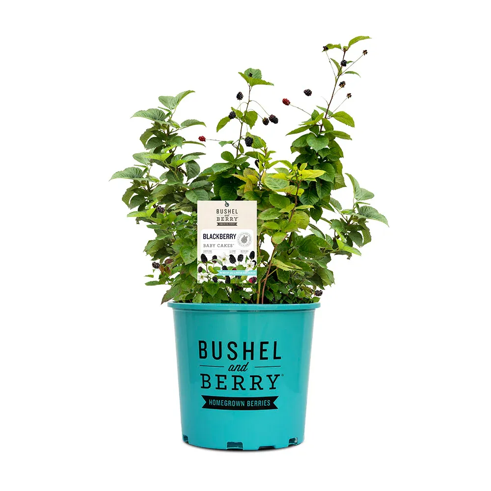 Baby Cakes® Blackberry Bush - Thornless Dwarf Fruit Plant 4