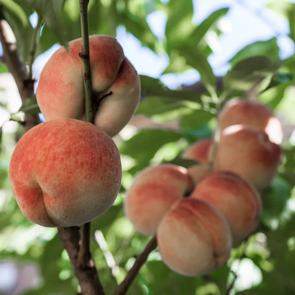 White Lady Peach Tree - Deciduous Fruit-Bearing Sapling 1