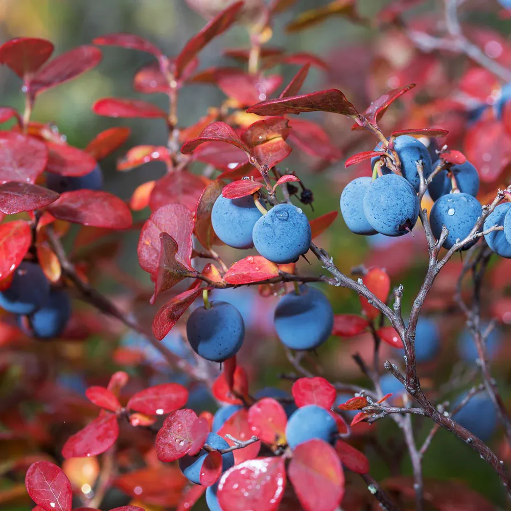 Vaccinium Corymbosum Legacy Shrub - Northern Highbush Blueberry Plant 4