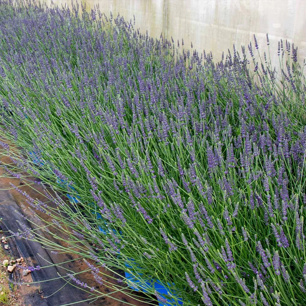 Aromatic Lavender Plant for Indoor and Outdoor Gardening 5