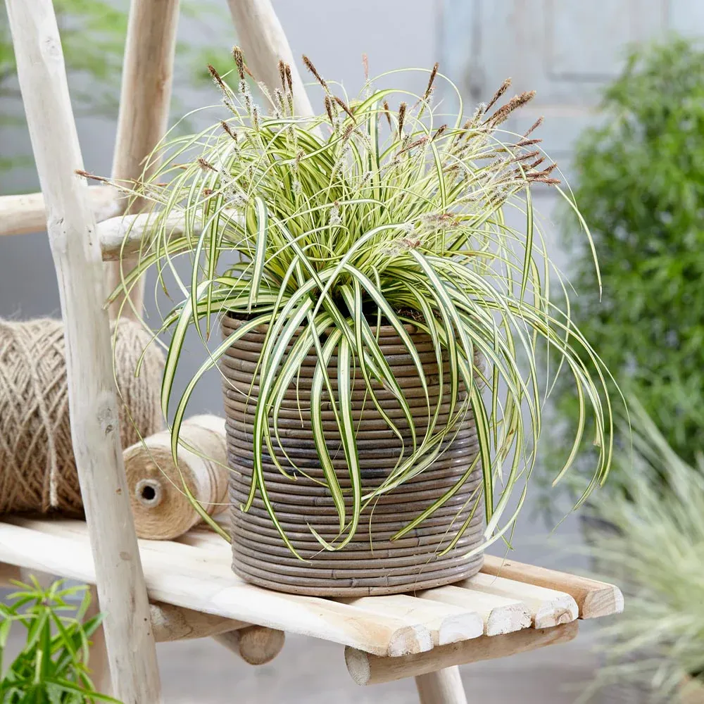 Carex Evergold Japanese Sedge Variegated Ornamental Perennial Grass 1