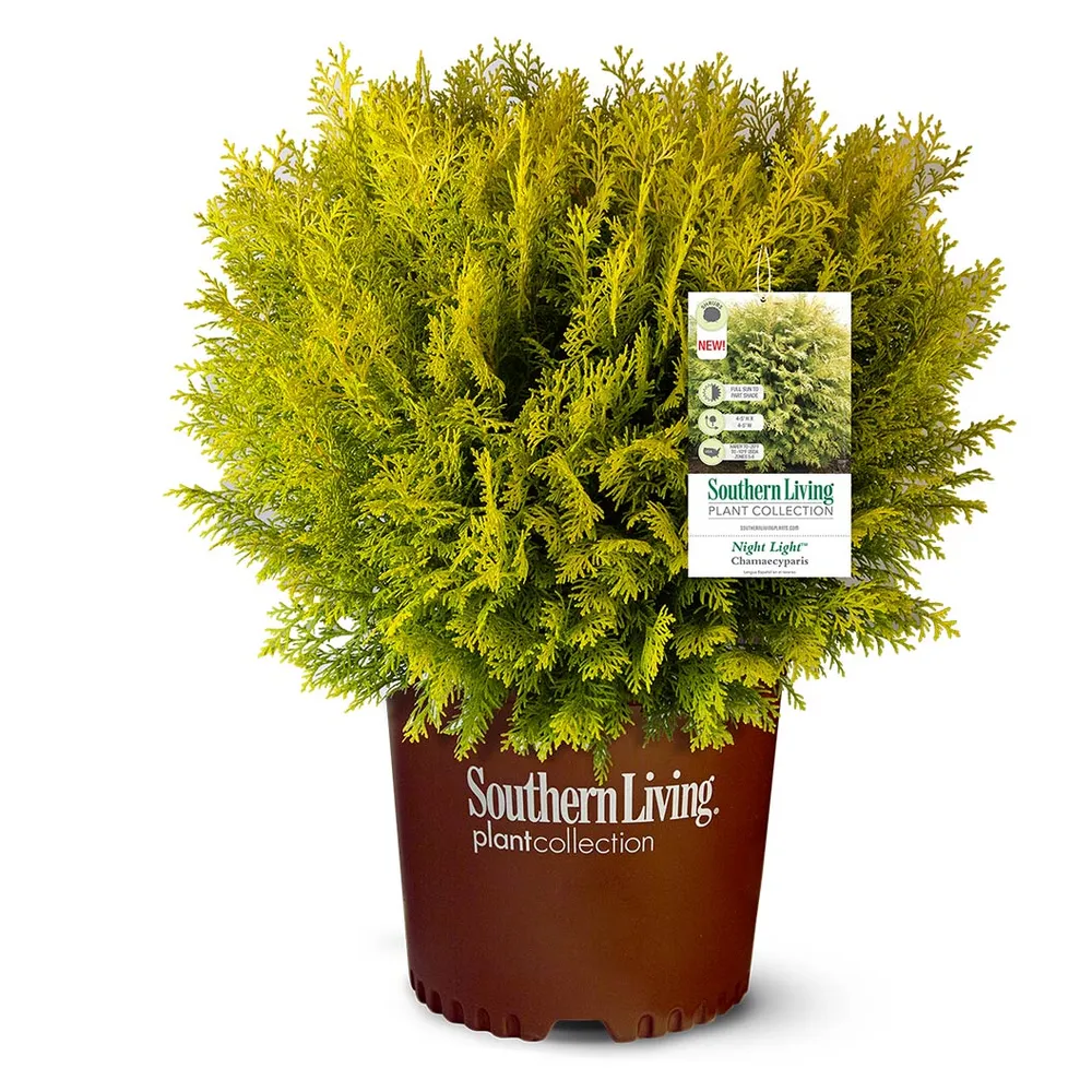 Southern Living® Night Light™ Chamaecyparis Shrub - Compact Evergreen Ornamental 1