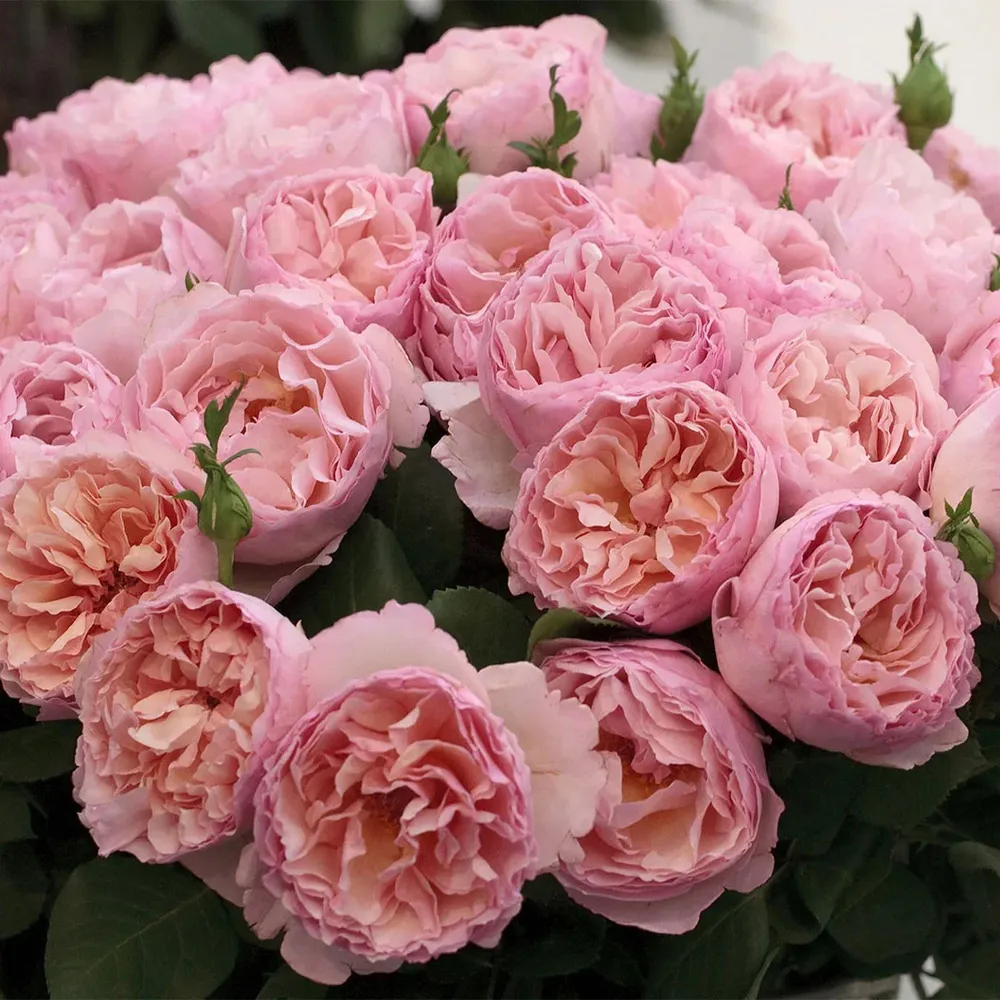 Bloomables® Princesse Charlene de Monaco® Hybrid Tea Rose Bush