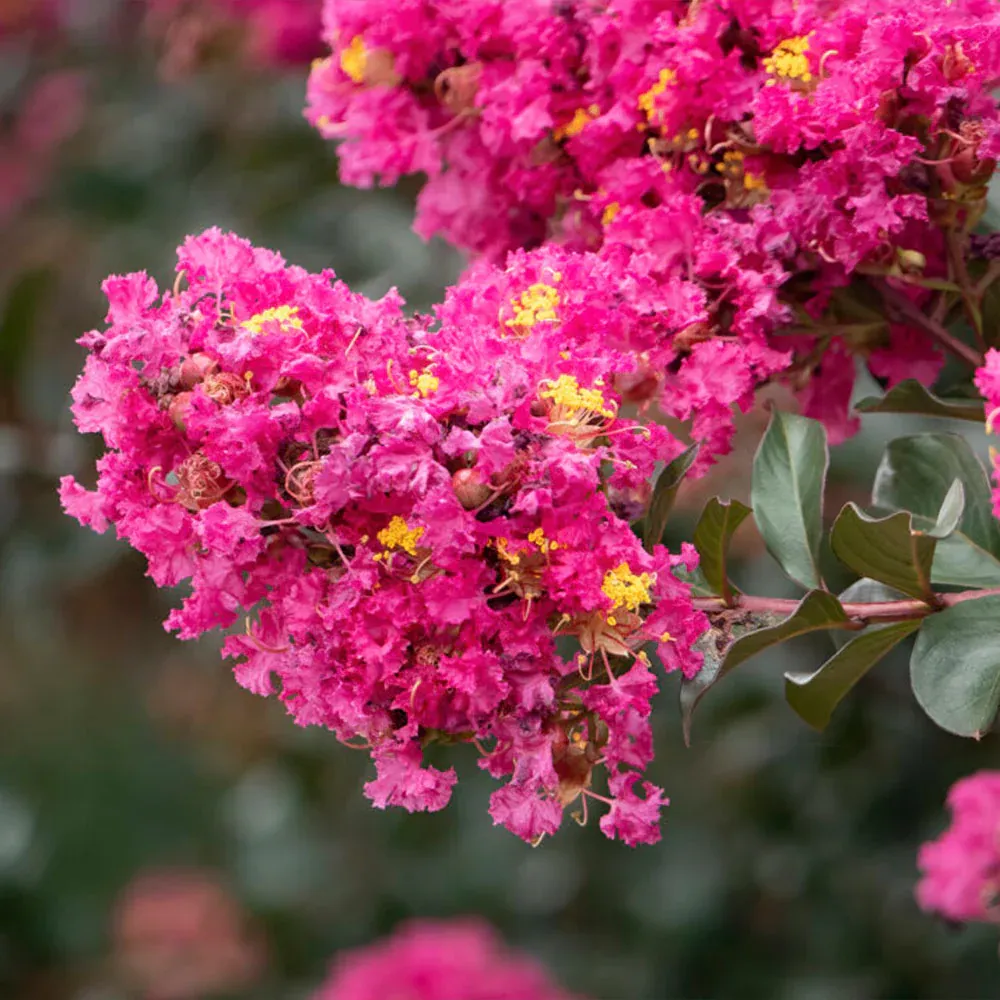 Plum Magic Crape Myrtle - Compact Flowering Shrub with Deep Purple Foliage 2