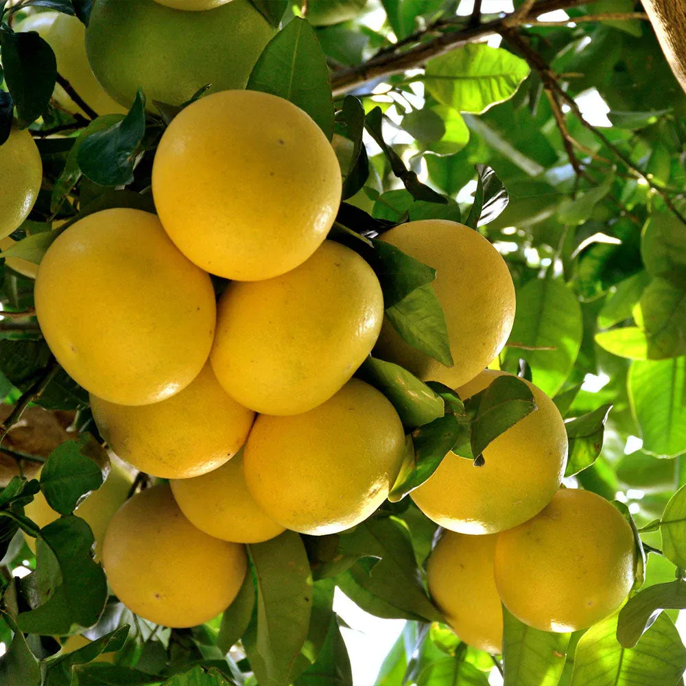 Ruby Red Grapefruit Citrus Tree - Evergreen Fruit-Bearing Plant