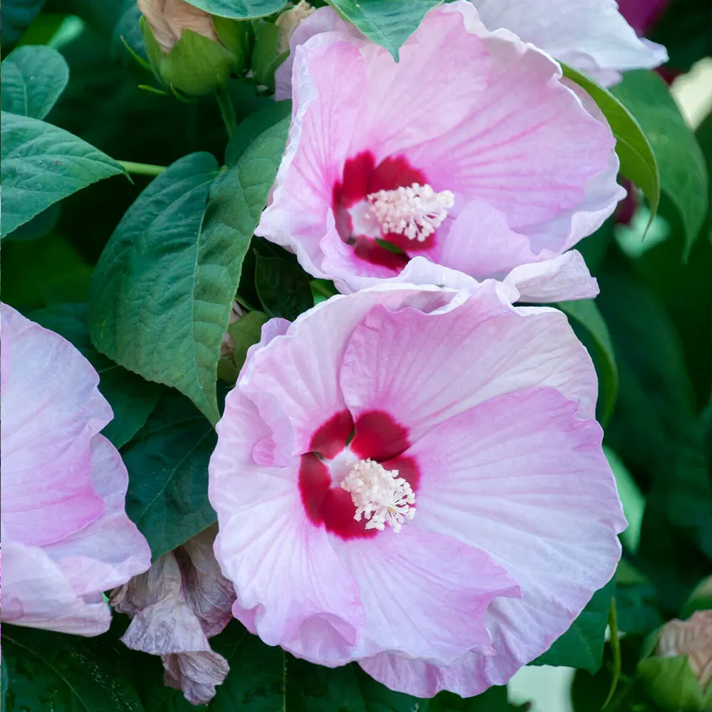 Luna Pink Swirl Hibiscus Hardy Perennial Flowering Shrub 1