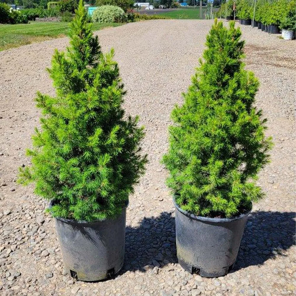 Dwarf Alberta Spruce Tree (Picea glauca 'Conica') - Slow-Growing Conical Evergreen 2