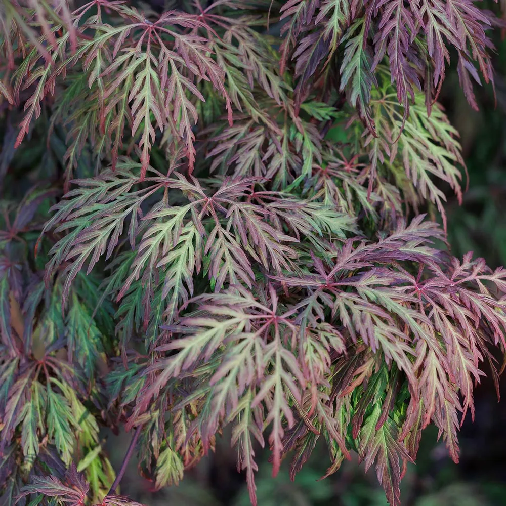 Orangeola Weeping Japanese Maple Tree - Acer palmatum Dissectum 1