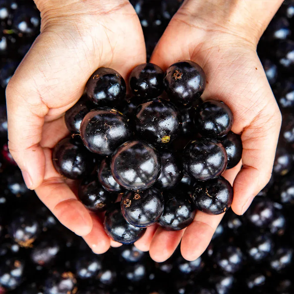 Jaboticaba Tree (Myrciaria cauliflora) Live Tropical Fruit Plant 1