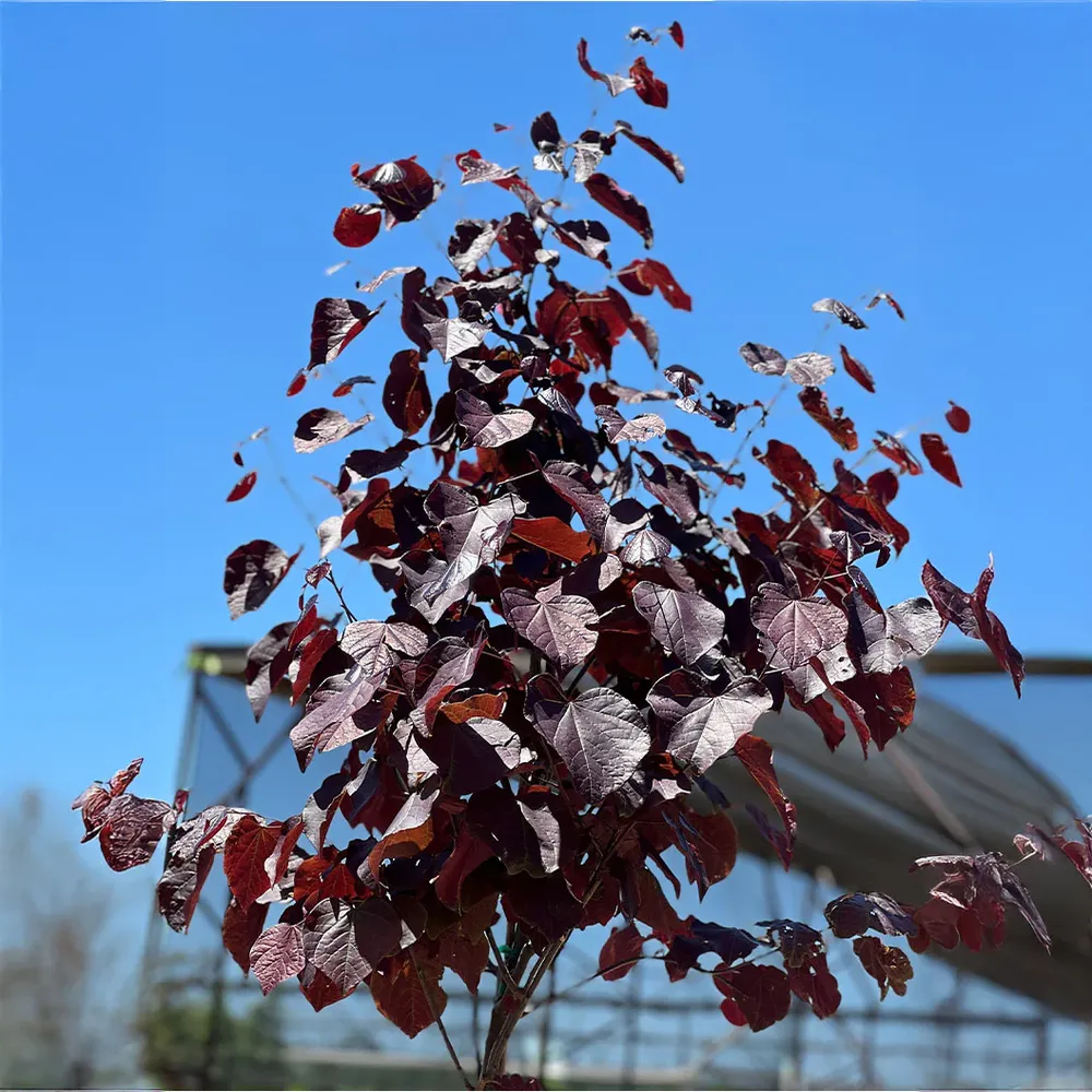 Black Pearl Redbud Tree (Cercis canadensis) - Deep Purple Foliage Ornamental Tree 2