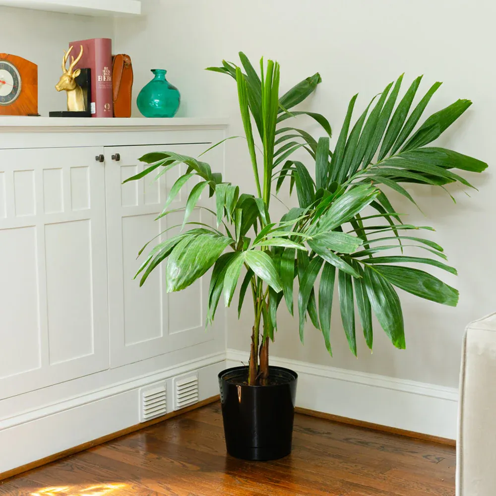 Artificial Christmas Palm Tree - Tropical Adonidia Palm for Home and Garden Decor 3