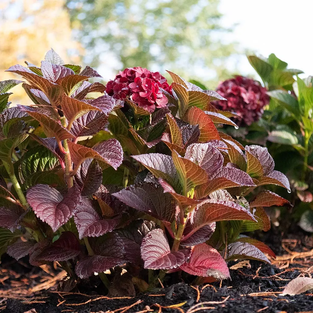 Cherry-Go-Round™ Hydrangea Shrub 3