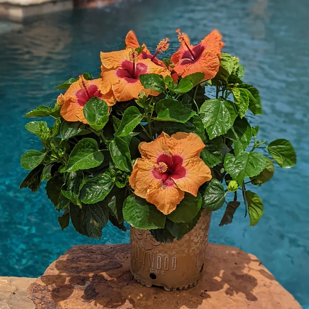 Disco Diva™ Hollywood® Hibiscus Tropical Flowering Shrub