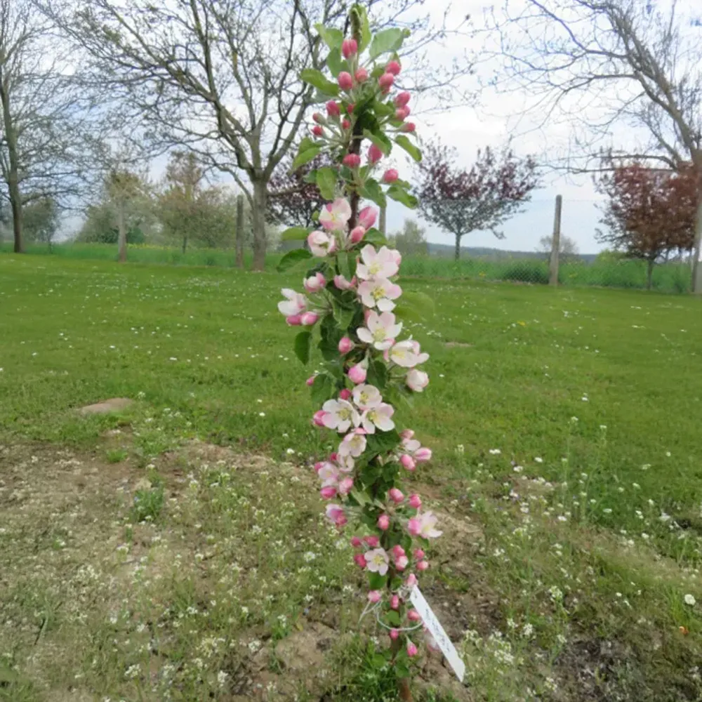 Sweet Treat™ Columnar Apple Tree - Compact Vertical Fruit Tree 3