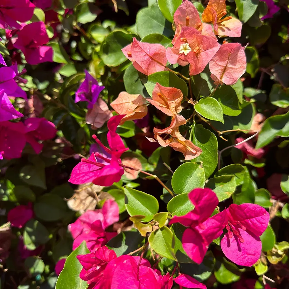 Multi-Color Bougainvillea Tree Artificial Potted Plant 2