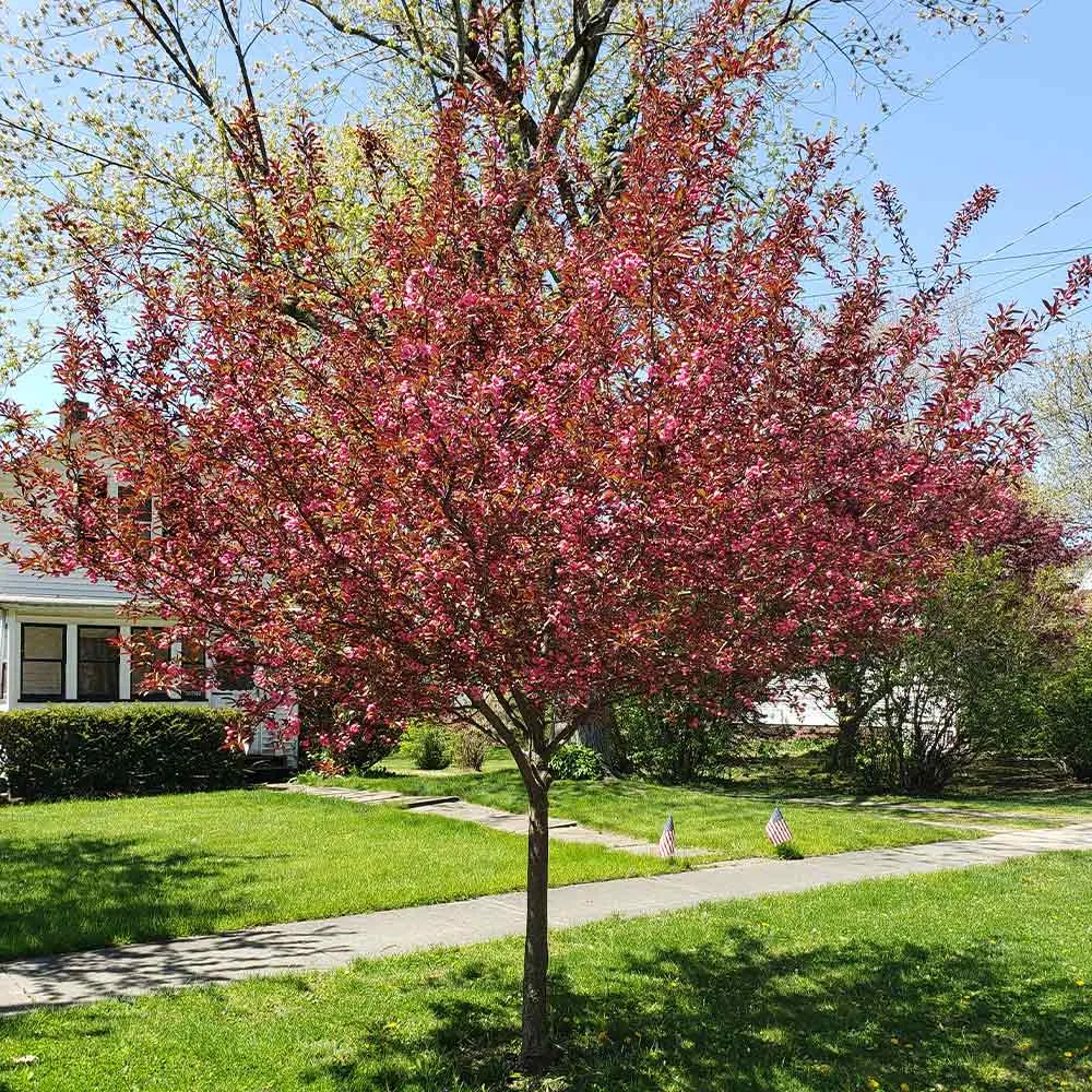 Show Time Crabapple Tree - Ornamental Spring Flowering Deciduous Tree 2