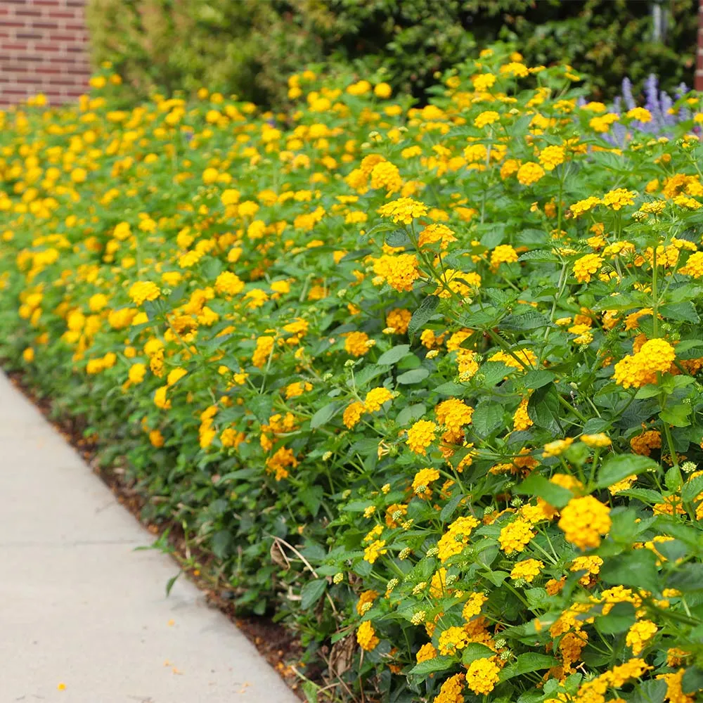New Gold Lantana - Heat-Tolerant Yellow Flowering Shrub 2