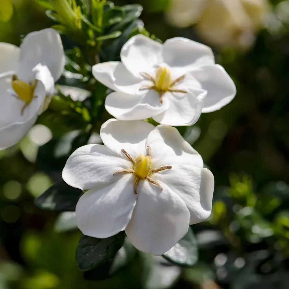 Daisy Gardenia Floral Fragrance - Botanical Scent Profile