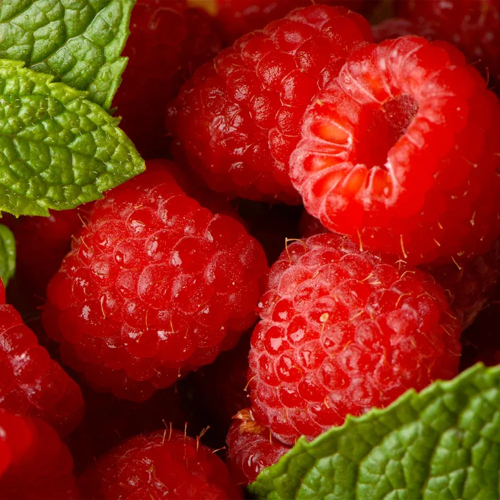 Willamette Red Raspberry Bush - Hardy Fruit-Bearing Cane Plant 2
